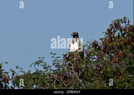 Martial Eagle (Polemaetus bellicosus), Kruger National Park, South Africa Stock Photo