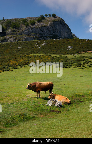 Cows grazing in the Lagos de Covadonga, Picos de Europa. Cangas de Onis, Asturias, Spain Stock Photo