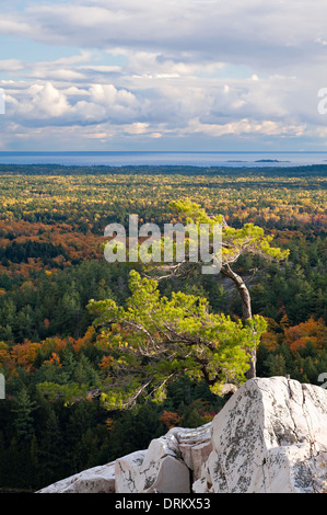 A lone windswept pine tree atop a rocky outcrop at 'The Crack' in Killarney Provincial Park, Ontario, Canada. Stock Photo