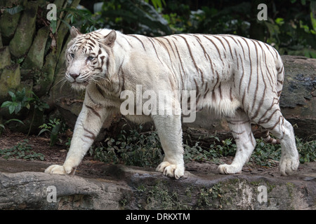 White Bengal Tiger Walking Stock Photo