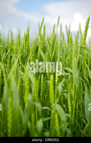 Wheat Field Closeup - Vertical Photo. Wheat Field Late Spring. Farmlands Photo Collection. Stock Photo