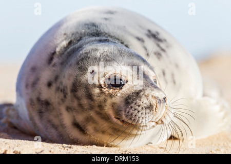 A close-up of a Grey seal pup in its first adult coat, they shed their white natal fur after 2-3 weeks Stock Photo