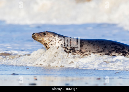 An adult female Grey seal is carried through the surf onto the beach by the waves, North Sea coast, Norfolk, England Stock Photo