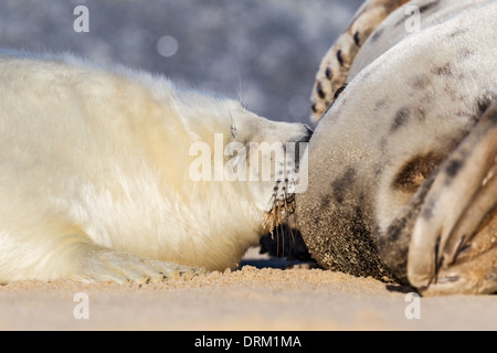 A Grey seal pup in white natal fur is suckled by its mother on the beach, North Sea coast, Norfolk, England Stock Photo