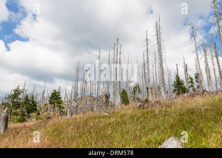 dead forest trees deadwood deforestation die death Stock Photo