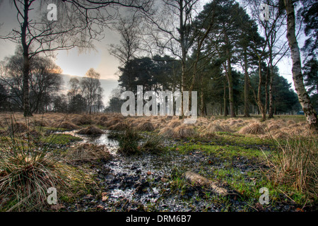 Boggy ground on Strensall Common in North Yorkshire, an internationally important area of lowland heath. Stock Photo