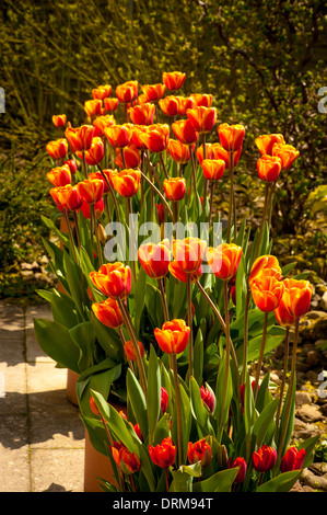 Flowers In Container Pots On A London Balcony UK Stock Photo Alamy flowers-in-container-pots-on-a-london-balcony-uk-stock-photo-alamy