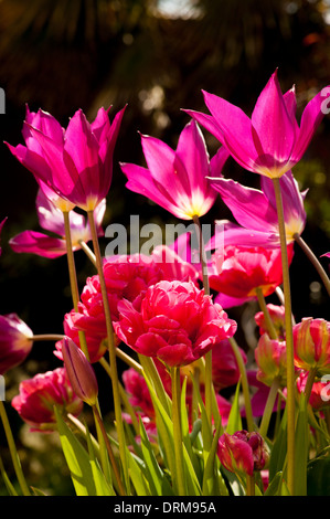 Backlit Purple Dream Lily-flower Tulips underplanted with Tulip Amazing Grace. Growing in a UK garden. Stock Photo