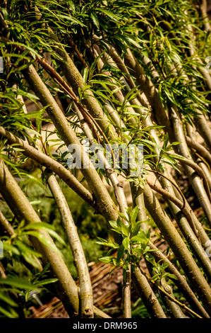 Living willow screen growing in a UK garden. Stock Photo