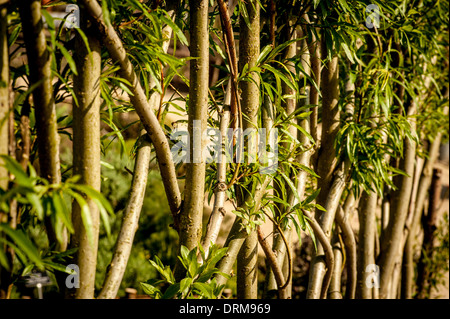 Living willow screen growing in a UK garden. Stock Photo