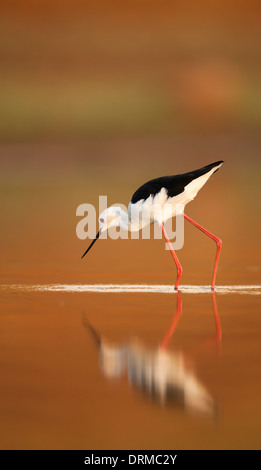 male Black-winged Stilt (Himantopus himantopus) wading in water Photographed in Israel in September Stock Photo