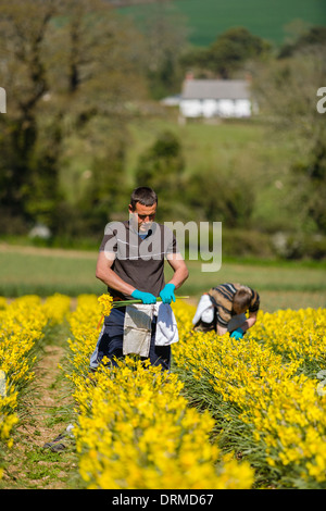 Seasonal eastern european migrant works picking Daffodils on a flower farm in Cornwall, UK Stock Photo