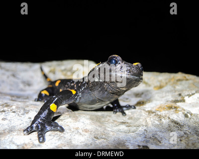 Fire Salamander (Salamandra salamandra) Close-up. Photographed in Israel in December Stock Photo