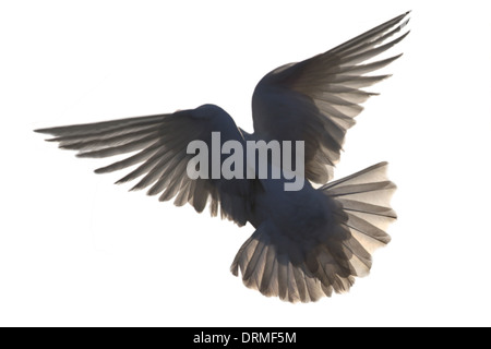 dove in flight Stock Photo