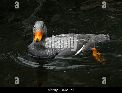 Swimming South American Fuegian Steamer Duck a.k.a. Magellanic Flightless Steamer Duck (Tachyeres pteneres) Stock Photo