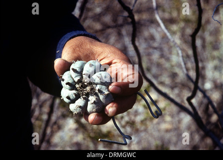 A man shows a very common plant peyote in the desert near the town of Real del Catorce Stock Photo