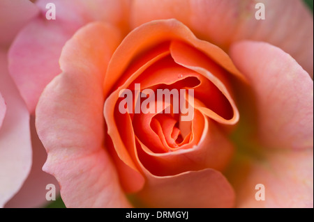 rose, cottage garden in elsten, lower saxony, germany Stock Photo