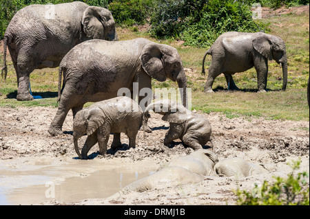 Elephants (Loxodonta africana) with calves take a mud bath, Addo Elephant National Park, Eastern Cape, South Africa