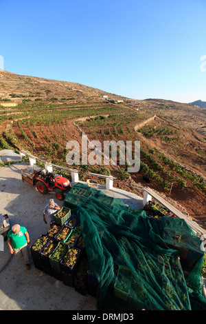 greece cyclades sikinos manalis winery 2014 grape harvest Stock Photo