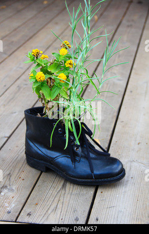 A plant growing from an old boot Stock Photo - Alamy