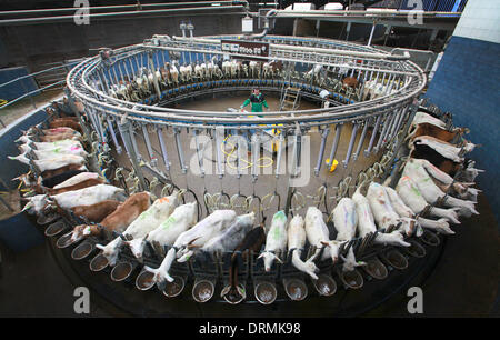 Staffordshire, UK. 12th Mar, 2012. Rotary Miking Parlour...  This is the first year Britons will drink more than two million litres of goats' milk and the farmer who has Britain's largest grazing goat herd thanks the dry weather for helping to keep his goats happy and smiling.  'Goats really don't like rain - we need someone here all the time in case it rains,' said Nick Brandon, 60, who farms a huge, three thousand strong herd on his farm in Staffordshire. 'Unlike sheep, goats don' Stock Photo