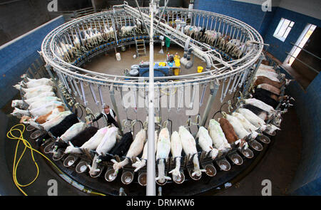 Staffordshire, UK. 12th Mar, 2012. Rotary Miking Parlour... This is the first year Britons will drink more than two million litres of goats' milk and the farmer who has Britain's largest grazing goat herd thanks the dry weather for helping to keep his goats happy and smiling.  'Goats really don't like rain - we need someone here all the time in case it rains,' said Nick Brandon, 60, who farms a huge, three thousand strong herd on his farm in Staffordshire. 'Unlike sheep, goats don't Stock Photo