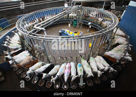 Staffordshire, UK. 12th Mar, 2012. Rotary Miking Parlour...  This is the first year Britons will drink more than two million litres of goats' milk and the farmer who has Britain's largest grazing goat herd thanks the dry weather for helping to keep his goats happy and smiling.  'Goats really don't like rain - we need someone here all the time in case it rains,' said Nick Brandon, 60, who farms a huge, three thousand strong herd on his farm in Staffordshire. 'Unlike sheep, goats don' Stock Photo