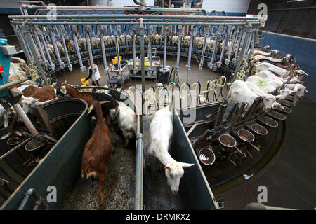 Staffordshire, UK. 12th Mar, 2012. Rotary Miking Parlour...  This is the first year Britons will drink more than two million litres of goats' milk and the farmer who has Britain's largest grazing goat herd thanks the dry weather for helping to keep his goats happy and smiling.  'Goats really don't like rain - we need someone here all the time in case it rains,' said Nick Brandon, 60, who farms a huge, three thousand strong herd on his farm in Staffordshire. 'Unlike sheep, goats don' Stock Photo