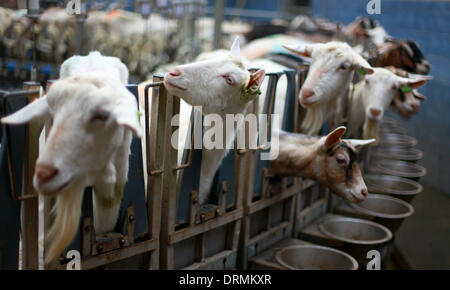 Staffordshire, UK. 12th Mar, 2012. Rotary Miking Parlour...  This is the first year Britons will drink more than two million litres of goats' milk and the farmer who has Britain's largest grazing goat herd thanks the dry weather for helping to keep his goats happy and smiling.  'Goats really don't like rain - we need someone here all the time in case it rains,' said Nick Brandon, 60, who farms a huge, three thousand strong herd on his farm in Staffordshire. 'Unlike sheep, goats don' Stock Photo