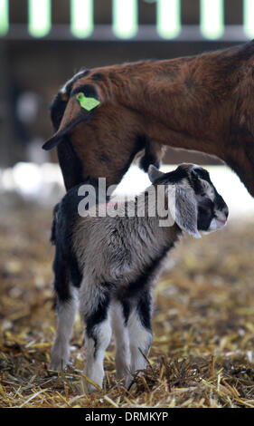 Staffordshire, UK. 12th Mar, 2012. A newborn kid stands next to its mum....  This is the first year Britons will drink more than two million litres of goats' milk and the farmer who has Britain's largest grazing goat herd thanks the dry weather for helping to keep his goats happy and smiling.  'Goats really don't like rain - we need someone here all the time in case it rains,' said Nick Brandon, 60, who farms a huge, three thousand strong herd on his farm in Staffordshire. 'Unlike s Stock Photo