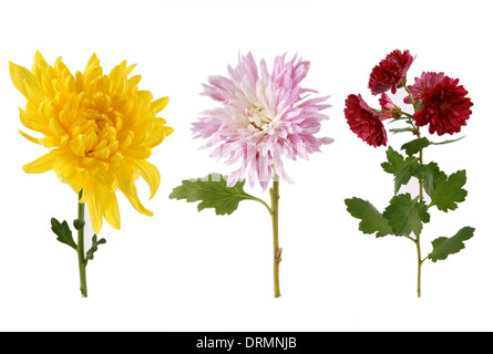 Chrysanthemum Stock Photo