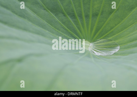 Water drop on lotus leaf Stock Photo - Alamy