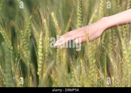 feel wheat tassel Stock Photo