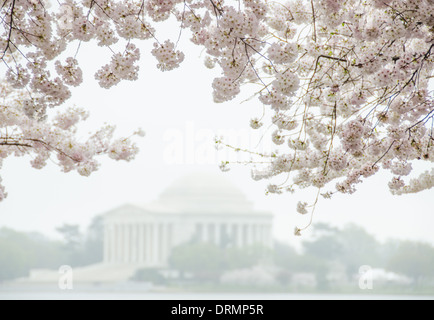 WASHINGTON DC, USA - Morning fog partially obscures in the Jefferson Memorial. In the foreground at top of frame are cherry blossoms in bloom. Each spring, the blooming of the nearly 1700 Japanese cherry blossom trees around the Tidal Basin (and about 2000 others nearby) is a major tourist draw for Washington DC. Stock Photo
