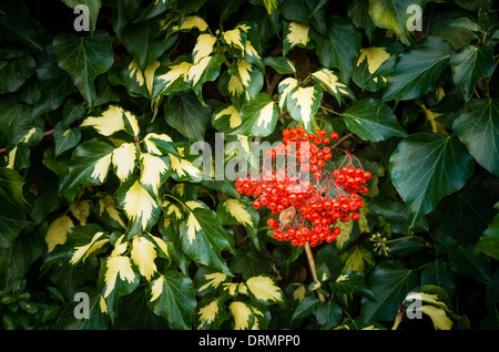 Variegated ivy and red pyracantha berries on wall Stock Photo