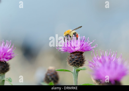 Scottish Bumble Bee feeding on a Brook Thistle.