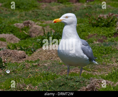 Herring Gull (larus argentatus), Skomer Island, Pembrokeshire, Wales Stock Photo