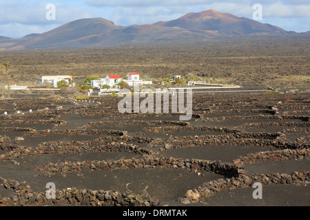 Winery and field of vines in volcanic ash protected by semi-circular walls called zocos in vineyards of La Geria Lanzarote Stock Photo