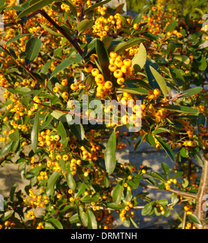 Pyracantha rogersiana cultivar Soleil d'Or Stock Photo