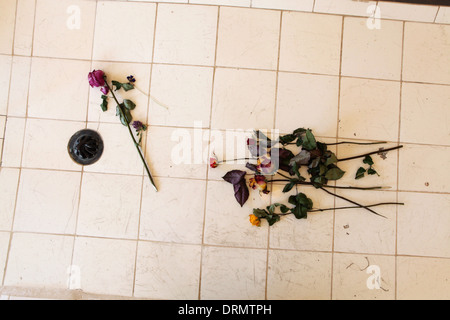 Roses lie in the autopsy room of the crematorium in Buchenwald concentration camp near Weimar, Germany. Stock Photo