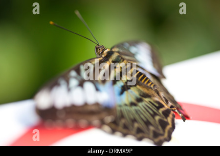 Blue Clipper Butterfly Stock Photo