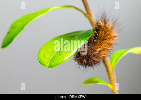 The Ruby Tiger larva  (Phragmatobia fuliginosa) Stock Photo