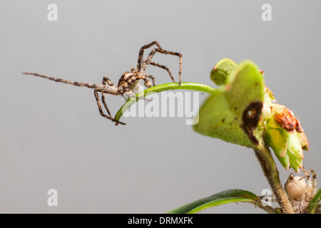 The Green Crab Spider (Diaea dorsata) Stock Photo