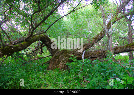 Old willow tree Stock Photo