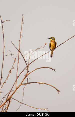 White-fronted-bee-eater in early morning light in Tanzania, Africa Stock Photo
