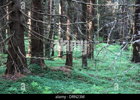 Beautiful view on old fir tree forest at summer Stock Photo