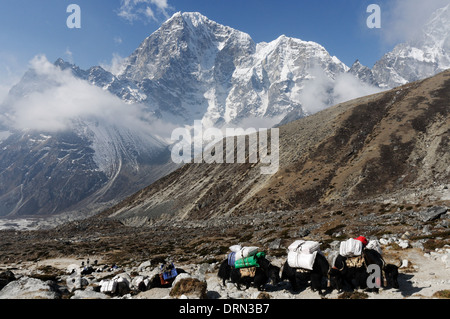 A yak train in the everest region of the himalayas with Taboche peak behind Stock Photo