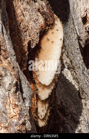 African Honeybee nest Stock Photo