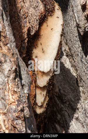 African Honeybee nest Stock Photo