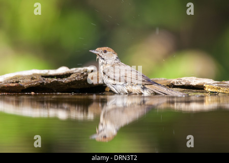 Adult female Blackcap (Sylvia atricapilla) bathing in a forest pool Stock Photo